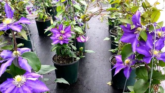 Best Flowering Vines - Clematis Daniel Deronda смотреть онлайн