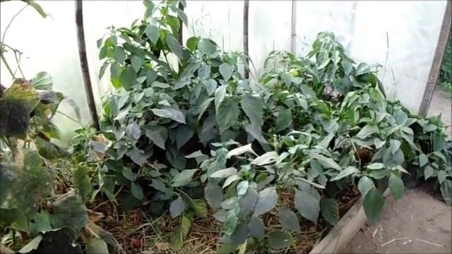 Вся правда о Белокрылке! Жесть что после неё осталось!!! смотреть онлайн