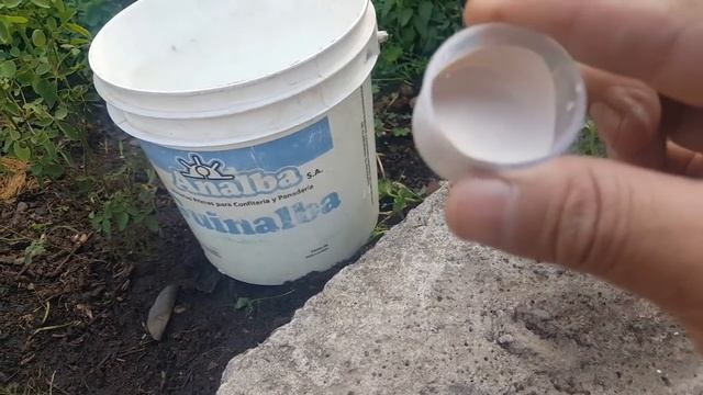 Como sembrar y reproducir bulbos de Nardos / Polianthes tuberosa /vara de San José /azucena / amole смотреть онлайн