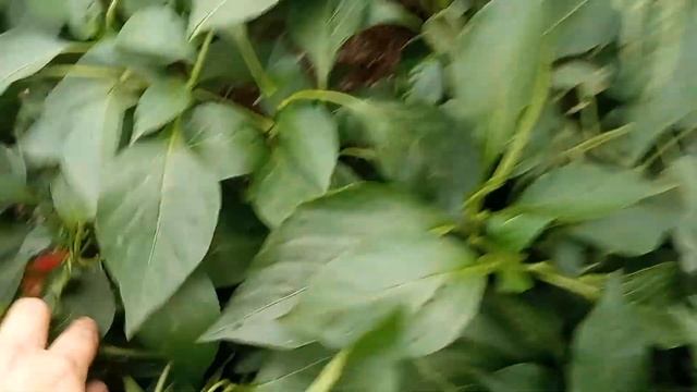 Что будет с томатами и перцами, если не вносить кальций в почву каждый год? смотреть онлайн