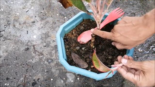 How to Propagate Aglaonema/Magparami ng Aglaonema Red Siam смотреть онлайн