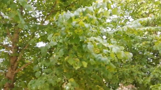 Ведмежий горіх 🌰 закінчення сезону 2019 частина 1 смотреть онлайн