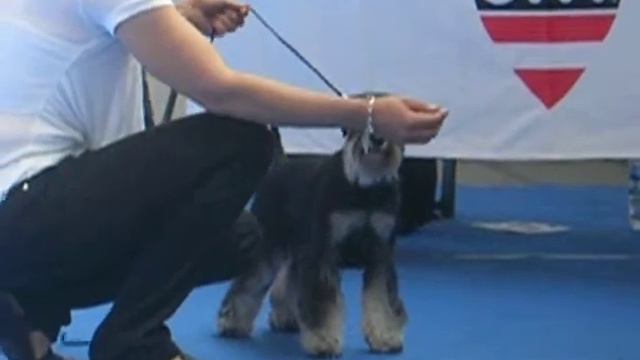 Fiamma Di Casa D'andrea , zwergschnauzer International show dog Innsbruck смотреть онлайн