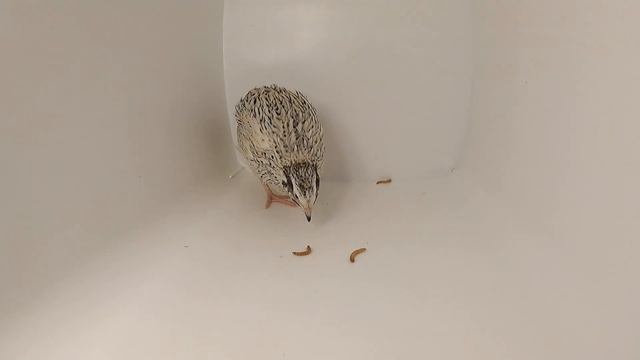 Мучной червь в кормлении с/х птицы / Перепела белок для птиц / Кормление перепелов / Мои перепела смотреть онлайн