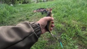 ЛОВЛЯ КАРАСЯ НА ПОПЛА ПОППЕР