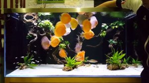 Красивый большой аквариум с дискусами (Азия)
