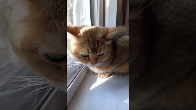 Чёрный крестный кот. Позитив от 😻 Марселя. Domestic and street cats. смотреть онлайн