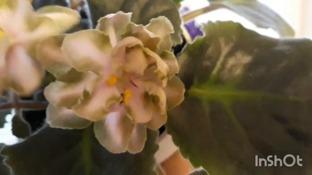 Фиалка с вкусным названием DN-Рахат Лукум) Первое цветение! смотреть онлайн