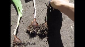 Как пересадить тюльпаны.Заготовка луковиц.