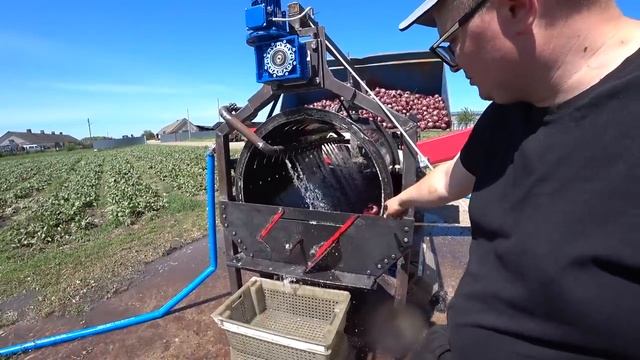 Уборка Ранней Свеклы 2022 / Мойка овощей / Свекла цена . смотреть онлайн