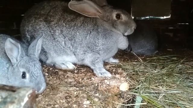 Советская шиншилла#Sovietchinchilla смотреть онлайн