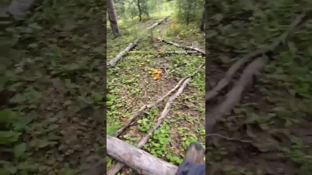 Digging For GOLD! Colorado Chanterelles- Cantharellus Cibarius/Roseocanus