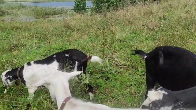 Бесячий козёл убежал.Козлы погорячились.Строим сарай.Козы не едят.Сыр мраморный. смотреть онлайн