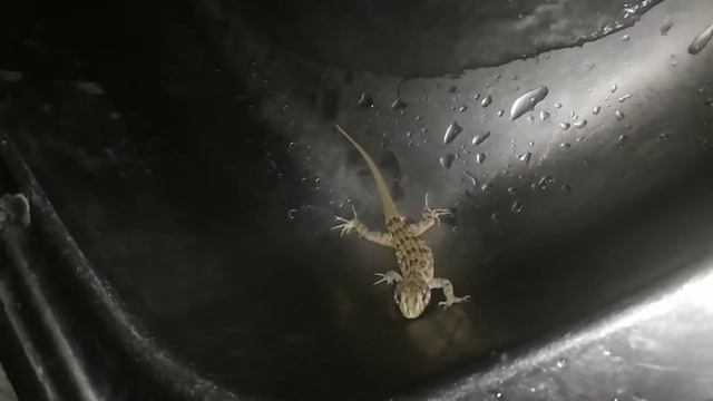 Ящерица в раковине - Явление смотреть онлайн