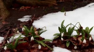 ждем весну!