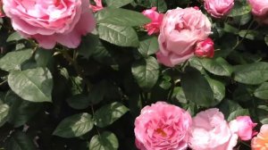 Rose Elmshorn (Эльмшорн роза)