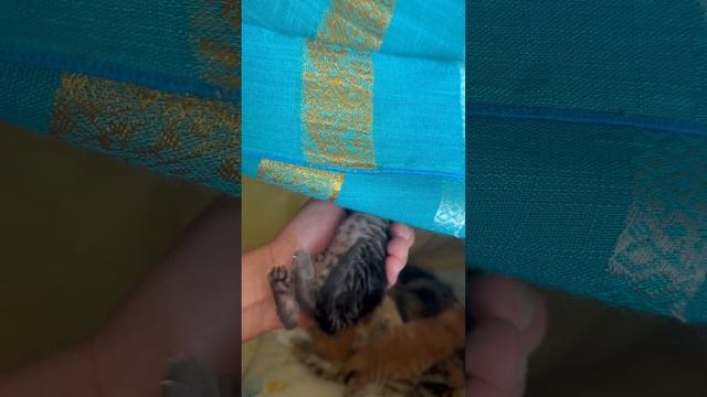 Как узнать пол котят? Кот или кошка? Часть 2. Котики ?. смотреть онлайн