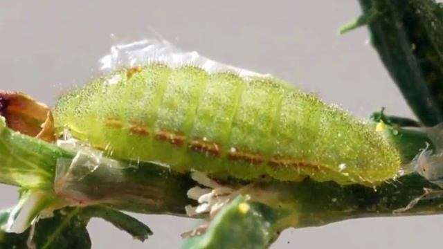 Голубянка икар смотреть онлайн