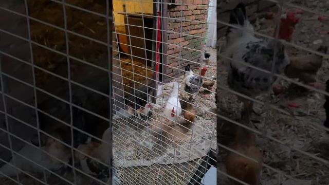 куры карликовые и петух голошейка смотреть онлайн