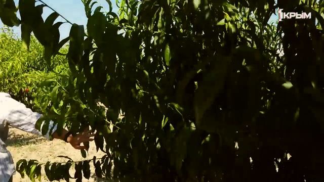 Деревенское счастье семьи Криентий