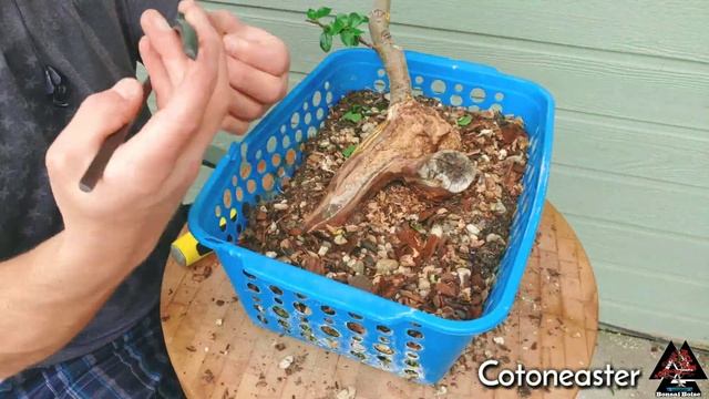 Cotoneaster Bonsai смотреть онлайн