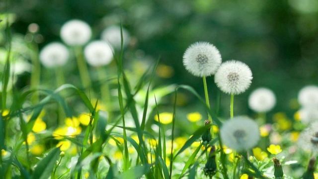 Клара Шахова - Воспоминание об июне. Читает Владислав Витковский смотреть онлайн