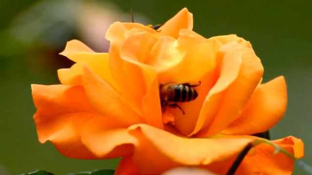Hd nature flowers, rose/4k video/nature documantary/red rose/garden rose/relaxing video/feeling ros смотреть онлайн