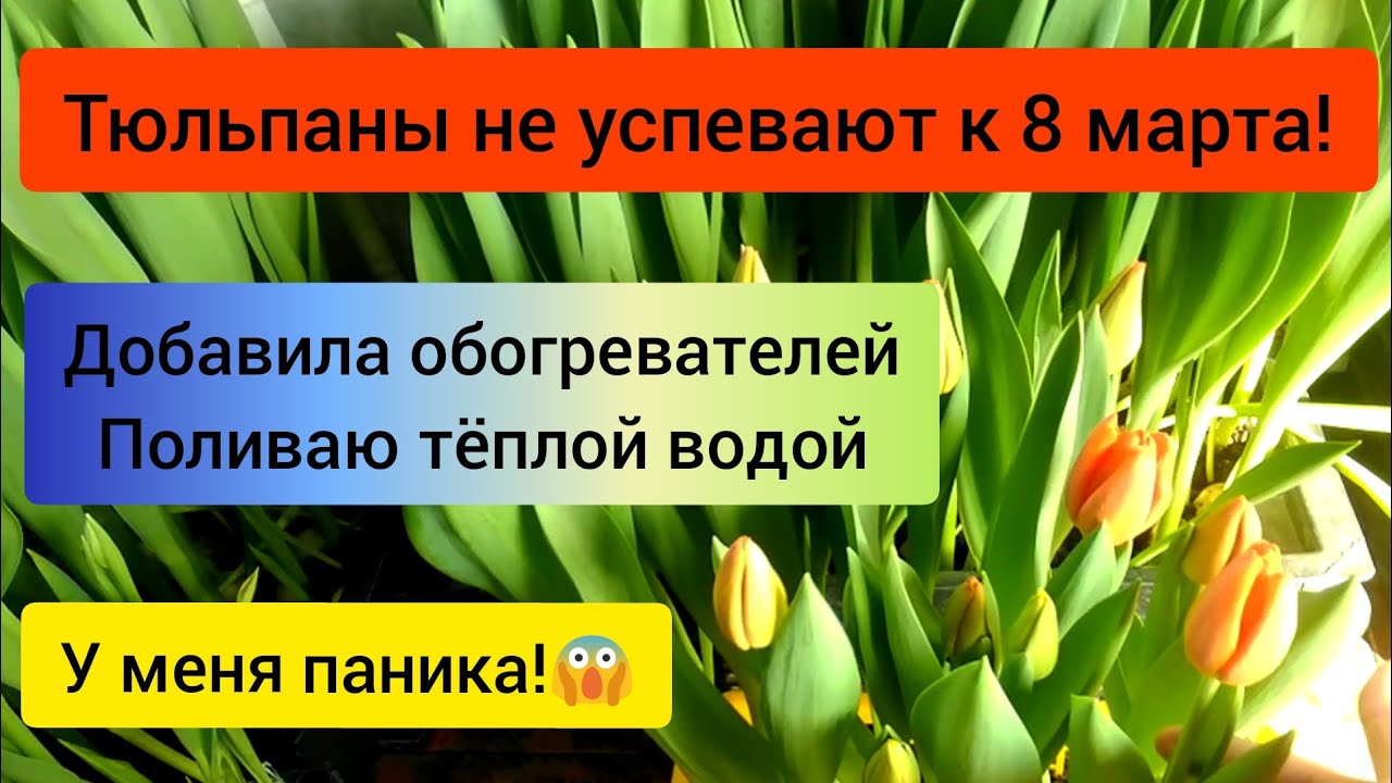 ⚫Выгонка тюльпанов к 8 марта | ? Половина тюльпанов не успевает, а те что успели -мутанты
9 февраля