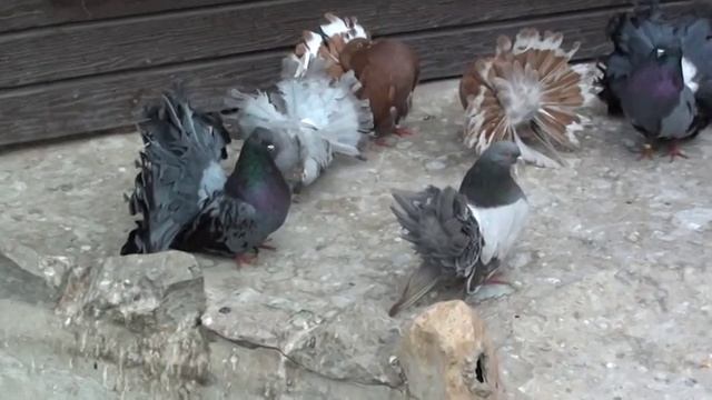 Голуби павлины Байбарза Леонида г.Белая Церковь. смотреть онлайн