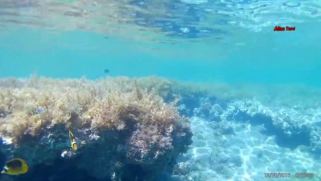 Красоты подводного мира Красного моря Египет Таба Sofitel Taba Heights 5* смотреть онлайн