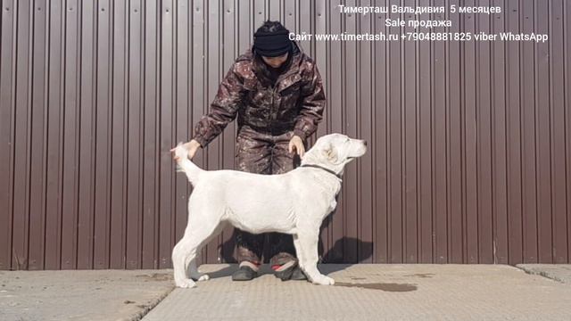 sale продажа Тимерташ Вальдивия 5 месяцев дочь Даны и Шика сайт www.timertash.ru +79048881825 v смотреть онлайн