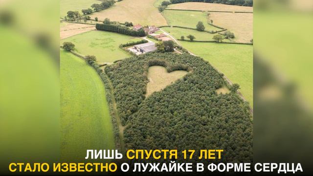 Он высадил 6.000 дубов для любви всей своей жизни! смотреть онлайн