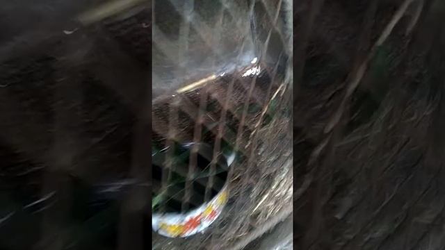 Бамбук морозостойкий вечнозелёный смотреть онлайн