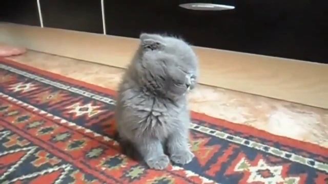 Смешное видео котенок спит стоя / Funny Videos kitten sleeps standing смотреть онлайн