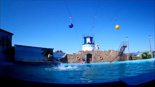 Удивительные трюки дельфинов. смотреть онлайн