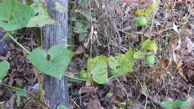 циклантера короткокистевая смотреть онлайн