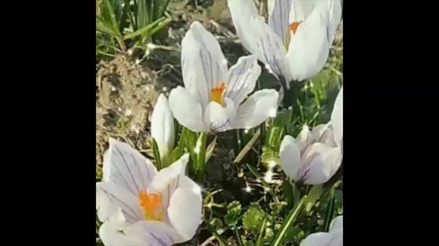 Краса весни. Автори: Дмитро Каменєв, Віктор Гузенко, Іван Титаренко смотреть онлайн