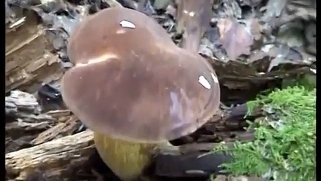 Рядовки - Говорушки дымчато - серые. Моховики. Зонтики. Белые грибы. смотреть онлайн