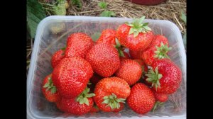 КЛУБНИКА СЕНСАЦИЯ  ПОЛНОСТЬЮ ОПРАВДЫВАЕТ  СВОЕ  ИМЯ , ДЕЙСТВИТЕЛЬНО СЕНСАЦИЯ . НАЧАЛО ПЛОДОНОШЕНИЯ