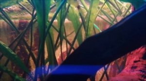 нерест сомов таракатумов в общем аквариуме.mp4