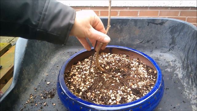 Beginnings Of A New Virginia Creeper Bonsai Feb 2021 смотреть онлайн