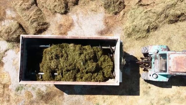 Швицкая порода коров в Казахстане плюсы и минусы, уход за КРС и надои Какпатас Кордай смотреть онлайн