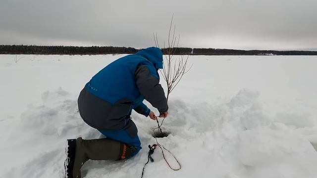 Рыбалка на налима / Закрытие рыбалки на налима / А мы опять с трофеем / Серия№10 смотреть онлайн