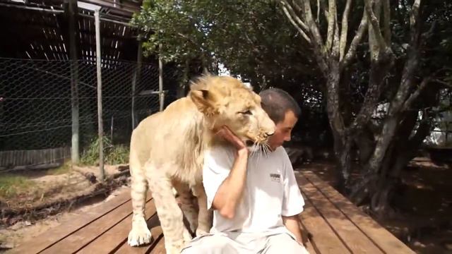 [Смишутки] Ласковые киски смотреть онлайн