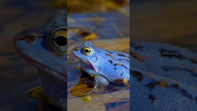 #лягушка #поцелуй #рекомендации #рек #я