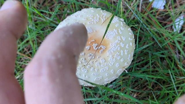 Rhode Island Amanita Series: Amanita chrysoblema 2023 смотреть онлайн