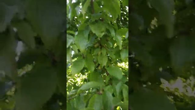 Кизил смотреть онлайн
