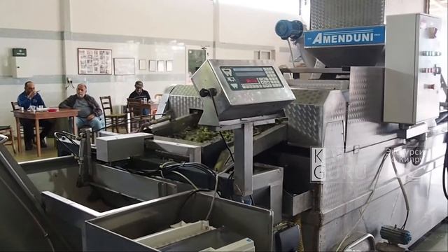 Как делают оливковое масло на Кипре? смотреть онлайн