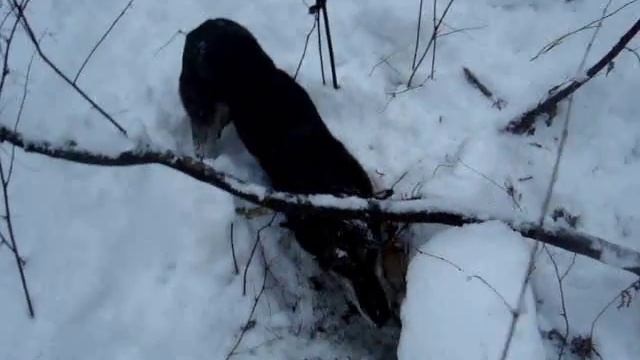 собаки на охоте под медынью смотреть онлайн