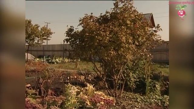 Секреты выращивания гейхеры #urozhainye_gryadki смотреть онлайн